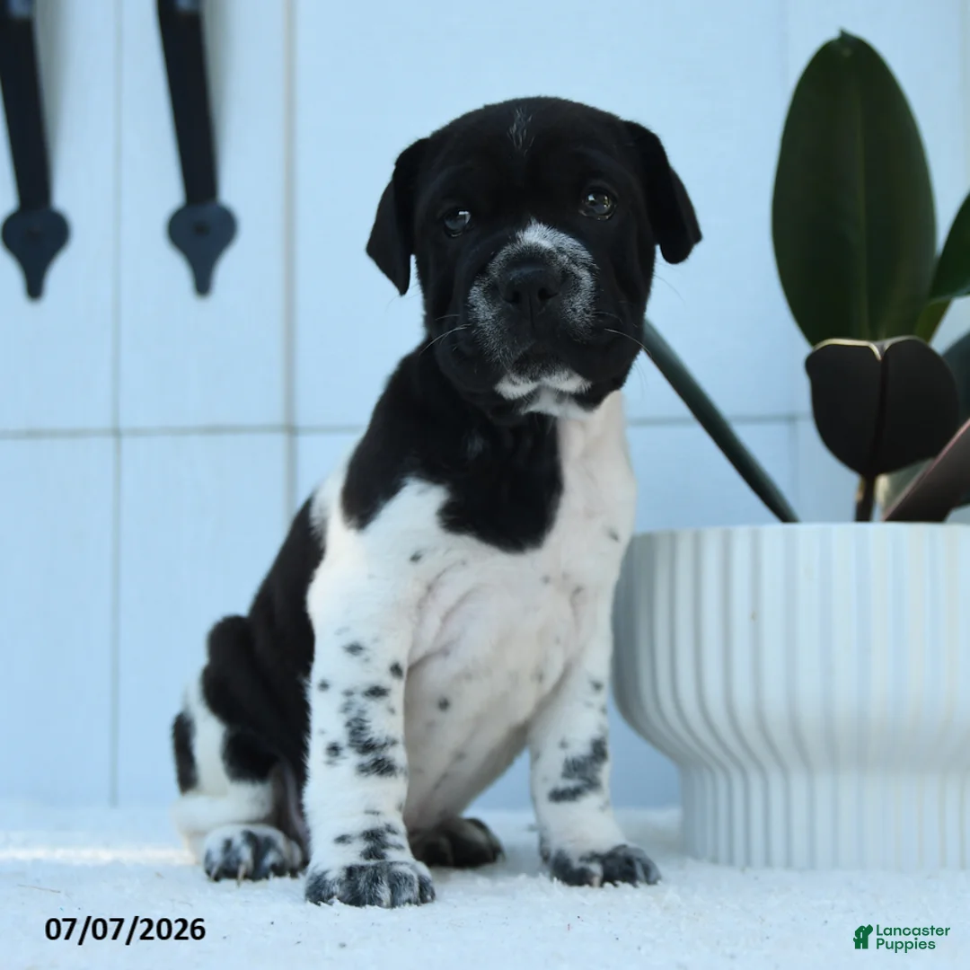 Mini Hippo dogs for sale: Roxy - Ad 1