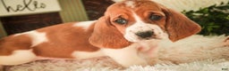 Basset Hound dogs for sale: Anya - Ad 4