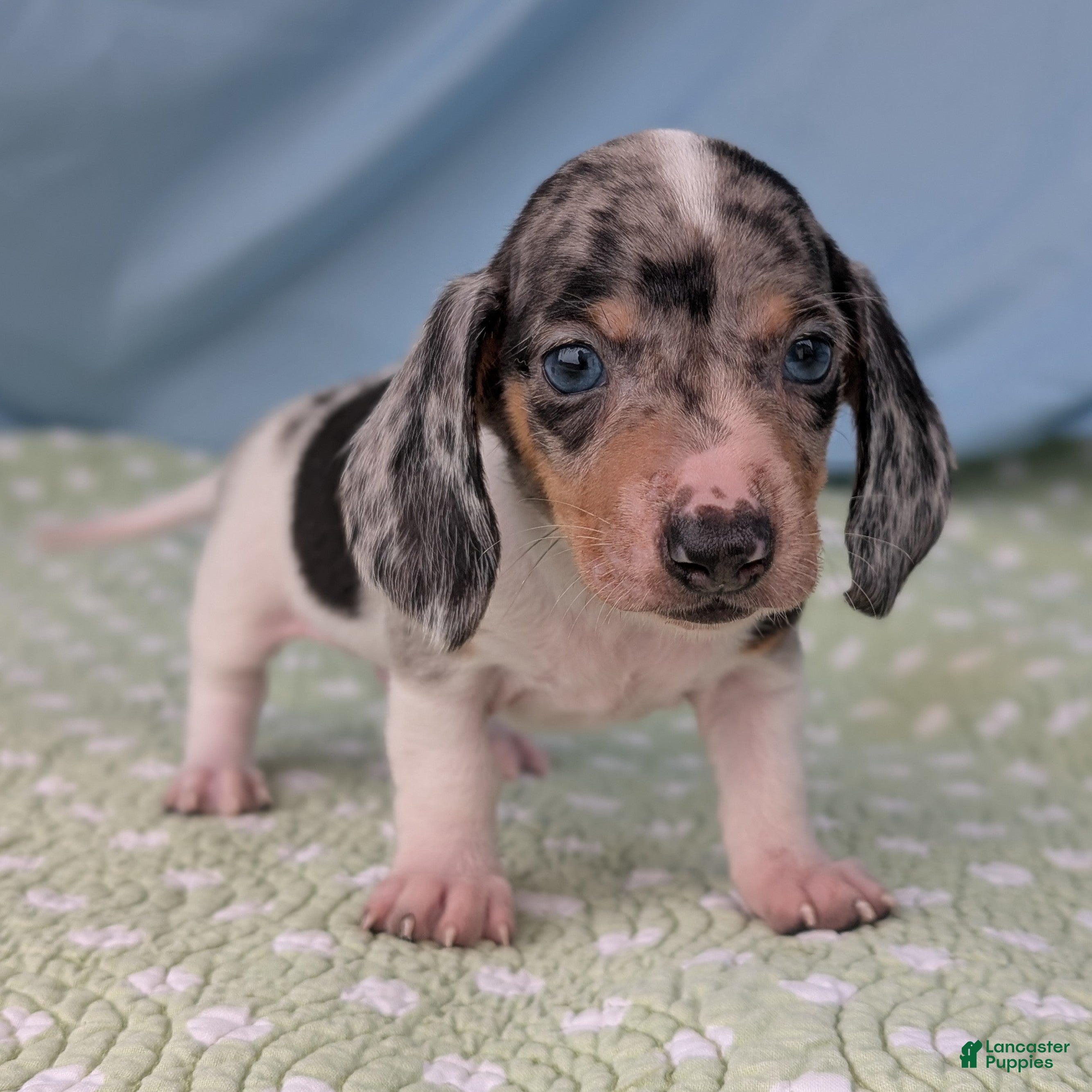 Miniature Dachshund dogs Terrazzo - Ad 41