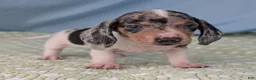 Miniature Dachshund dogs for sale: Terrazzo - Ad 1
