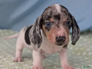 Miniature Dachshund dogs Terrazzo - Ad 40