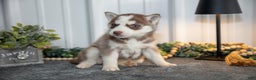 Siberian Husky dogs for sale: Torrence - Ad 2