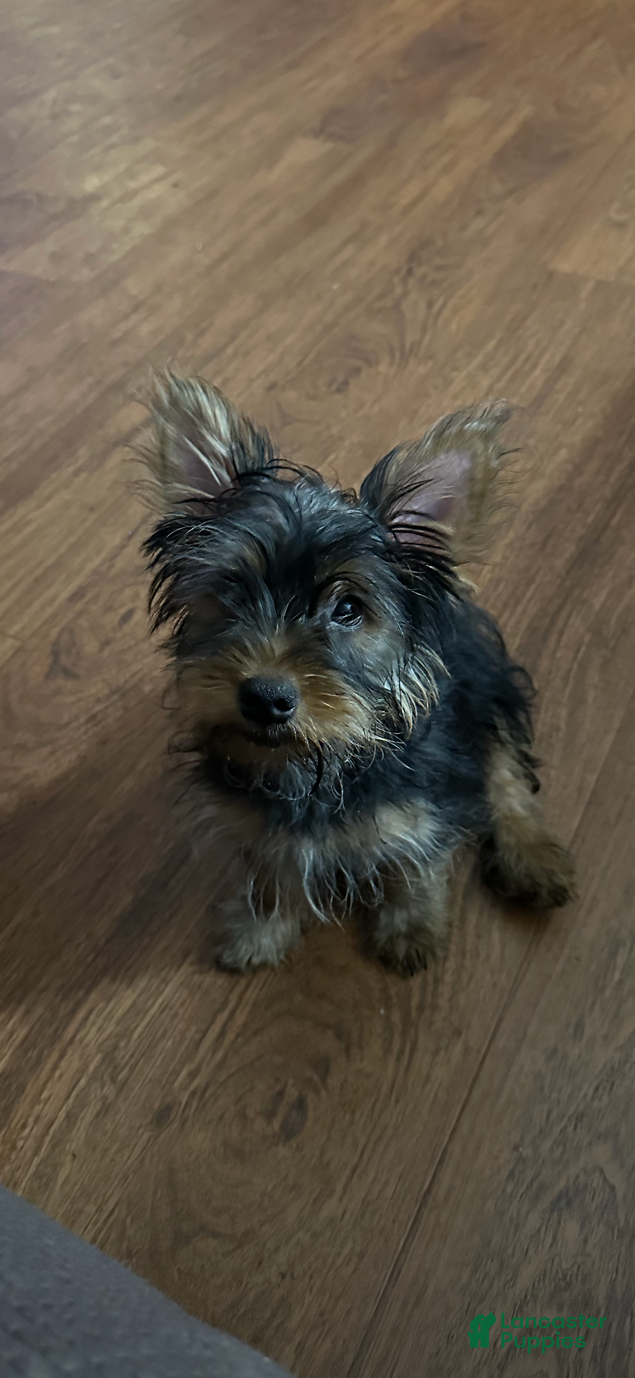 Yorkshire Terrier dogs Moes Small baby boy - Ad 41