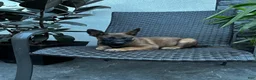 Belgian Malinois dogs for sale: Comet - Ad 4