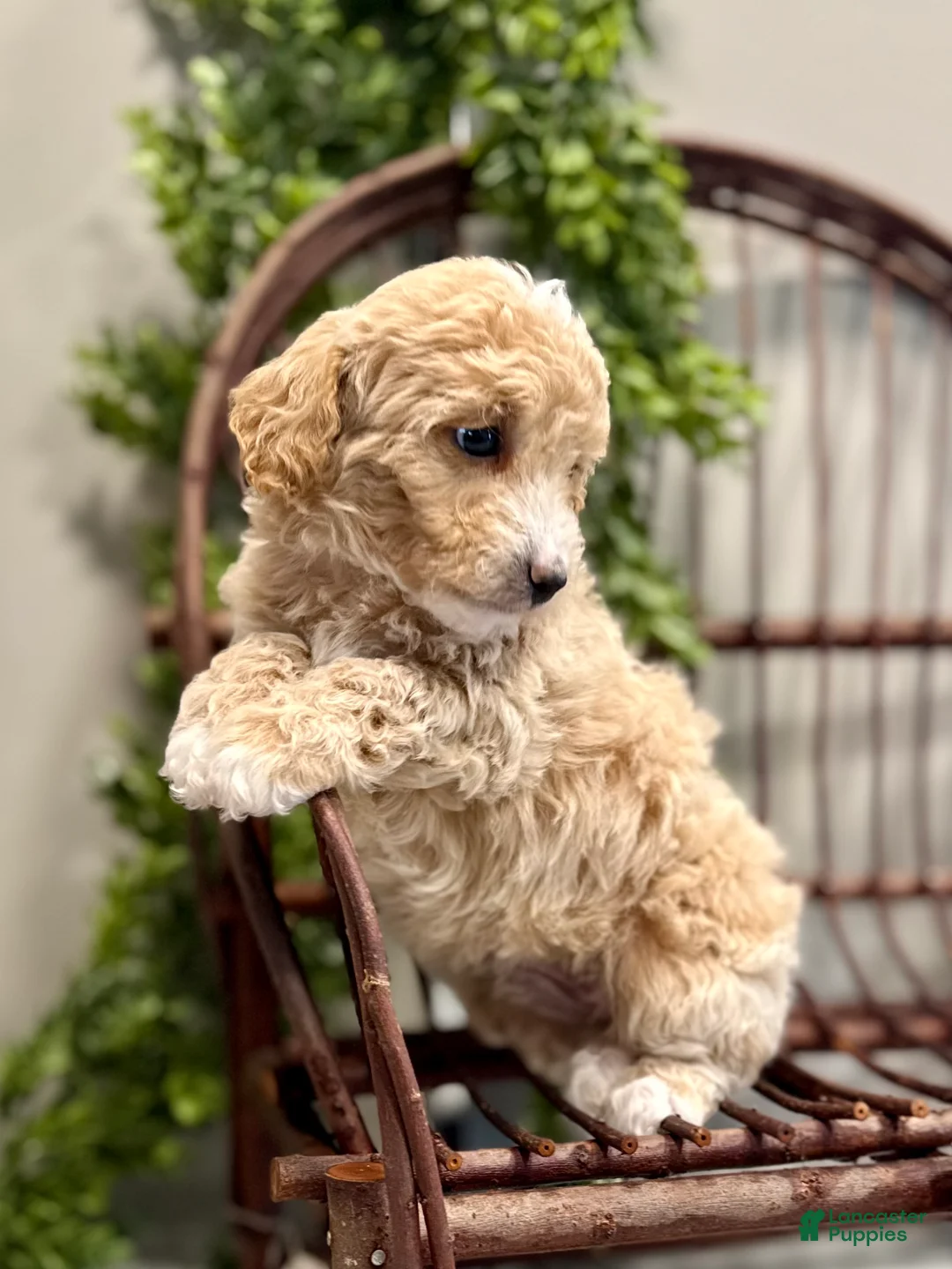 Mini Goldendoodle dogs for sale: Ozzy - Ad 5