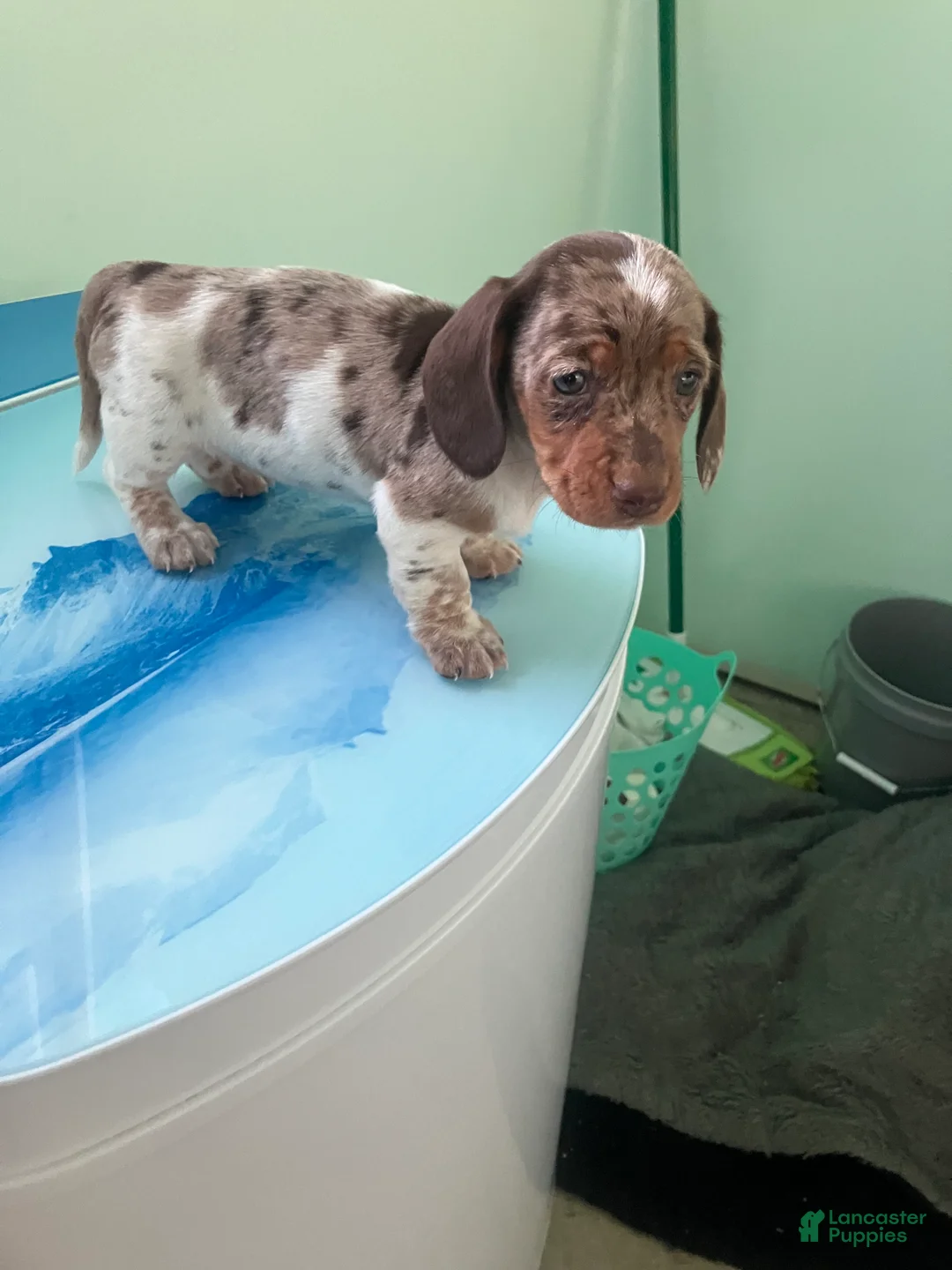 Miniature Dachshund dogs for sale: Akc Lillian - Ad 5