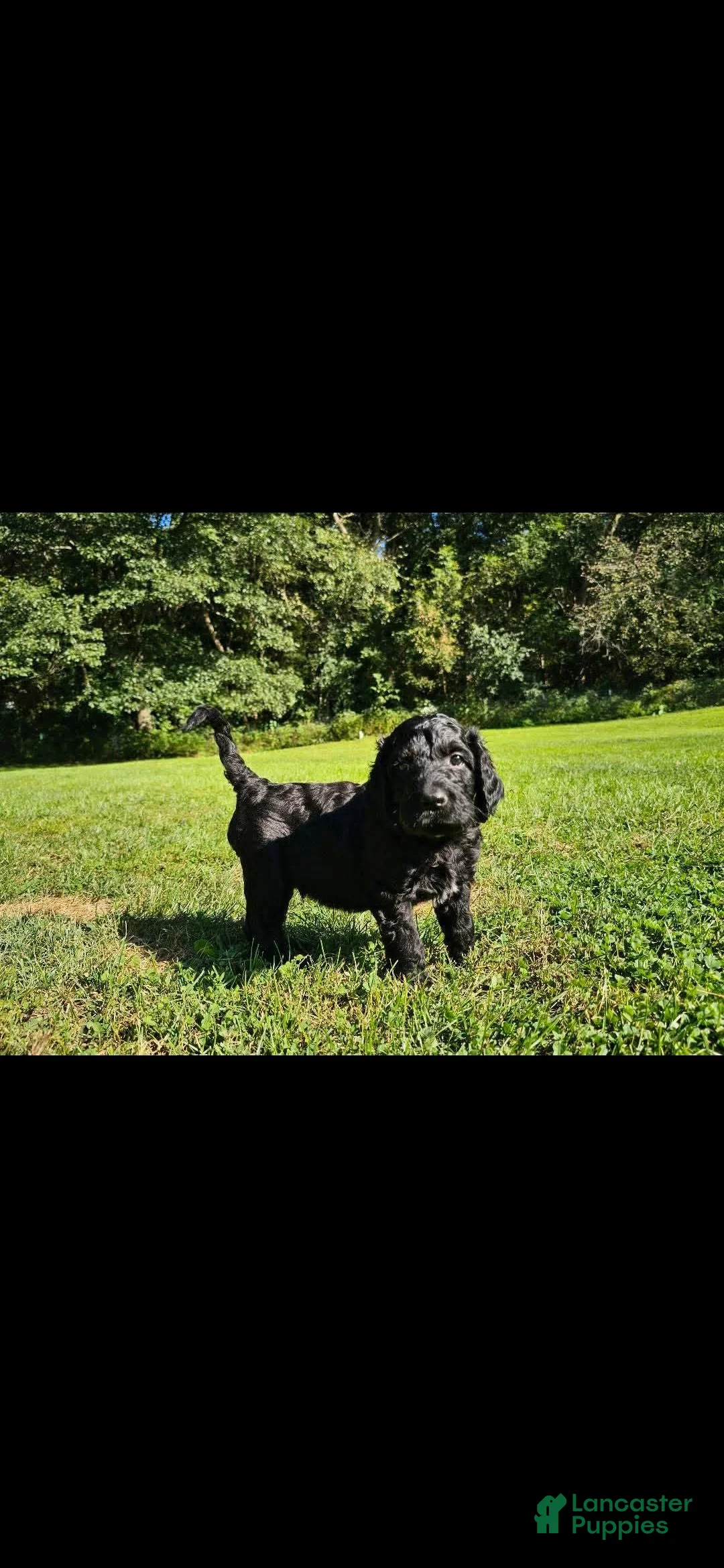 Mixed Breed dogs for sale: Beldam - Ad 2