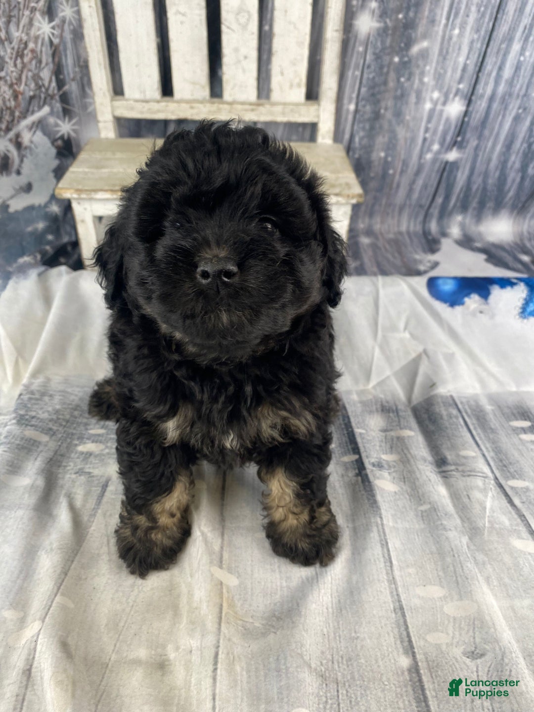 Mini Aussiedoodle dogs for sale: Ilene - Ad 9