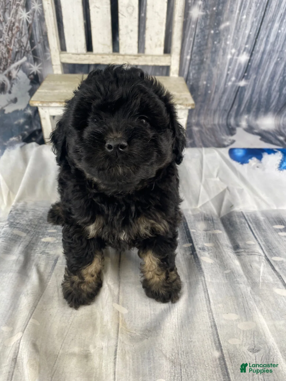 Mini Aussiedoodle dogs for sale: Ilene - Ad 9