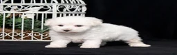 Bichon Frise dogs for sale: Elayna - Ad 5