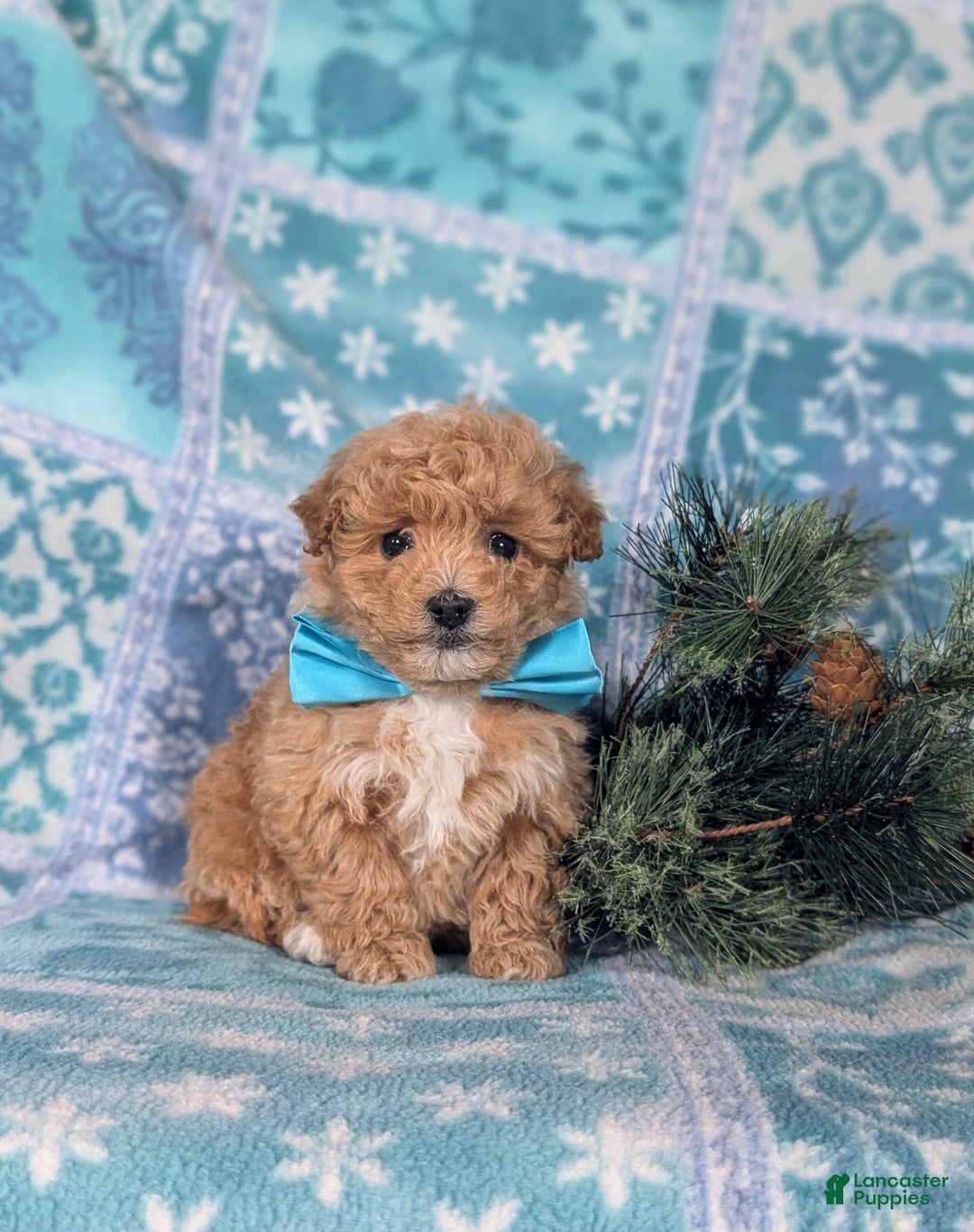 Havapoo dogs for sale: Blaine Ready for Christmas! - Ad 4