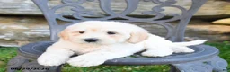 Mini Goldendoodle dogs for sale: Kayleen - Ad 5