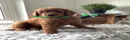 Goldendoodle dogs for sale: Goldendoodle 1 Rascal - f1b   - Ad 7