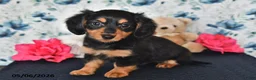 Miniature Dachshund dogs for sale: Olivia - Ad 5