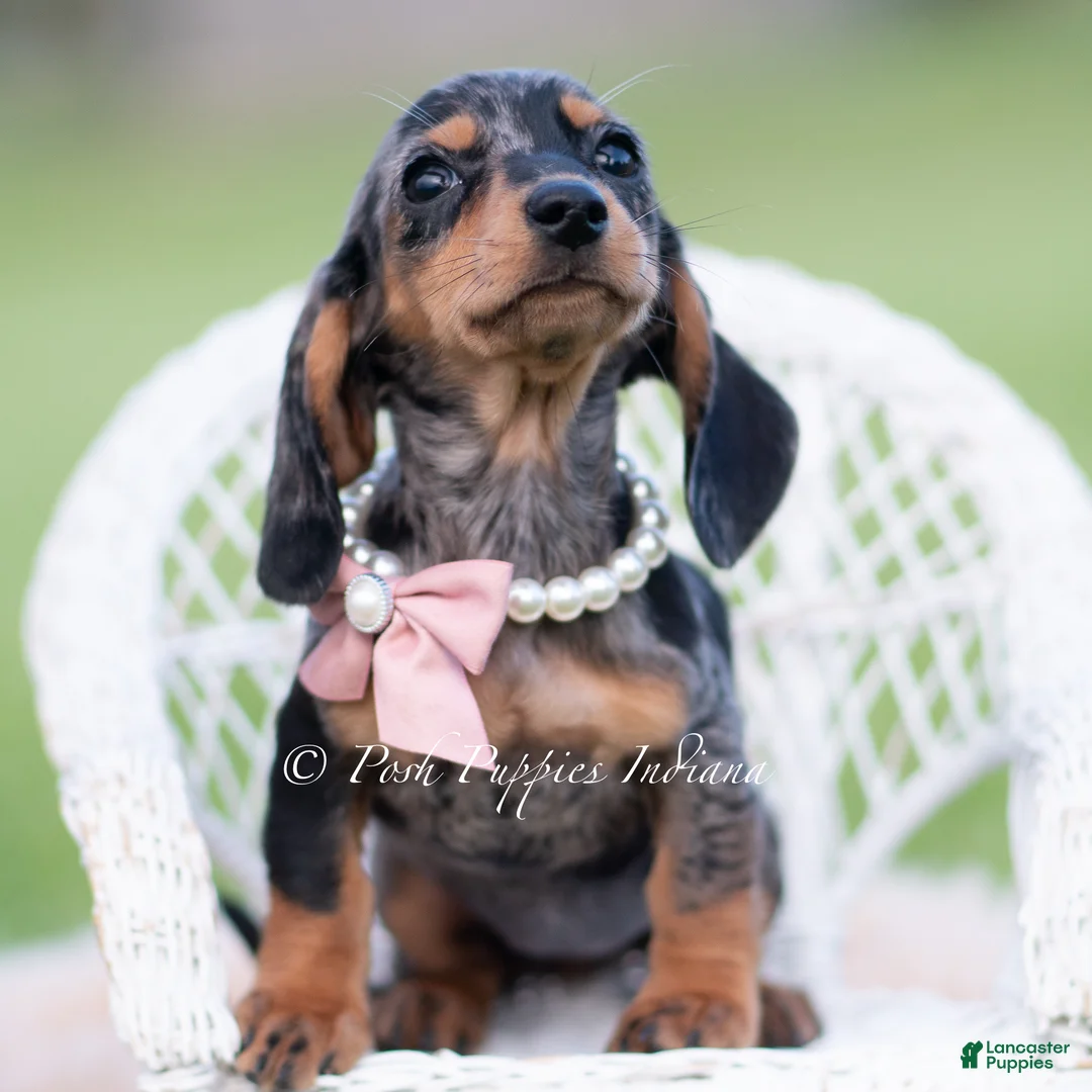 Miniature Dachshund dogs for sale: Daisy AKC - Ad 5