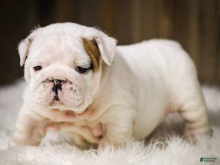 English Bulldog dogs - Ad 10