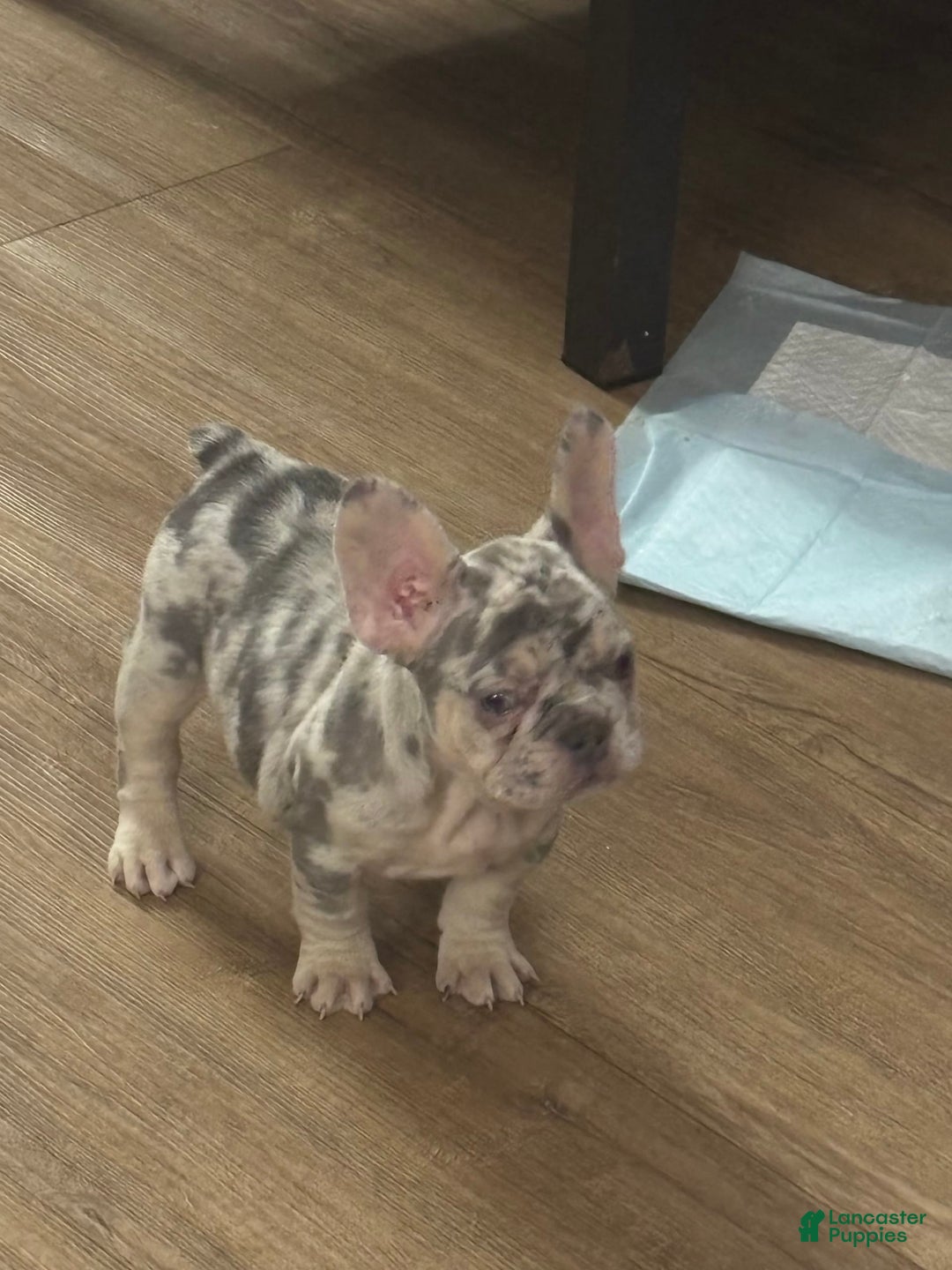 Gallery Image {{count}}