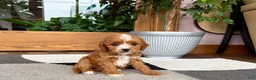 Cavapoo dogs for sale: Cavapoo female pup 2 - Ad 4