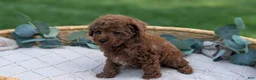 Toy Poodle dogs for sale: Cash - Ad 4