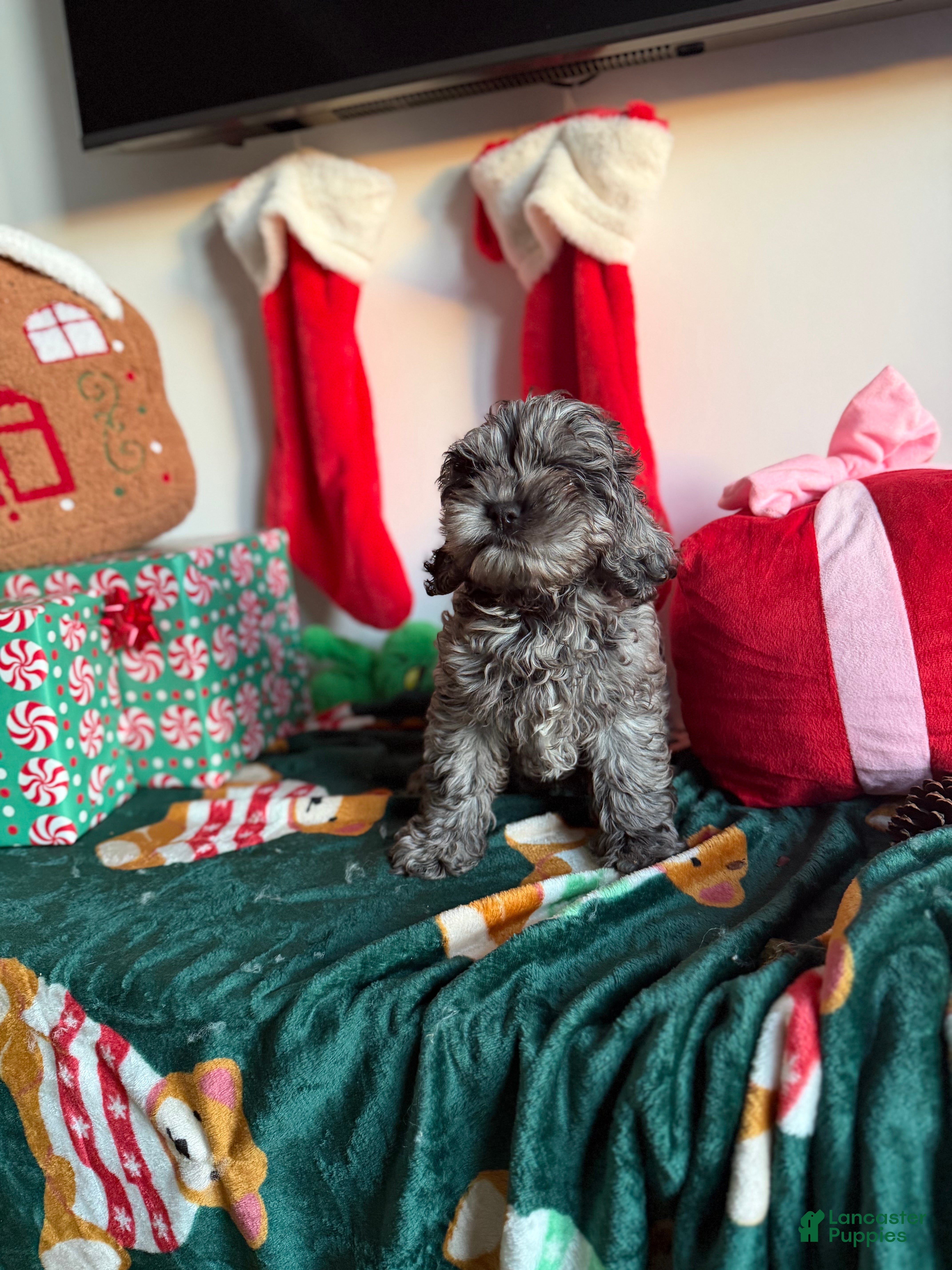 Cockapoo dogs Bluey - Ad 38