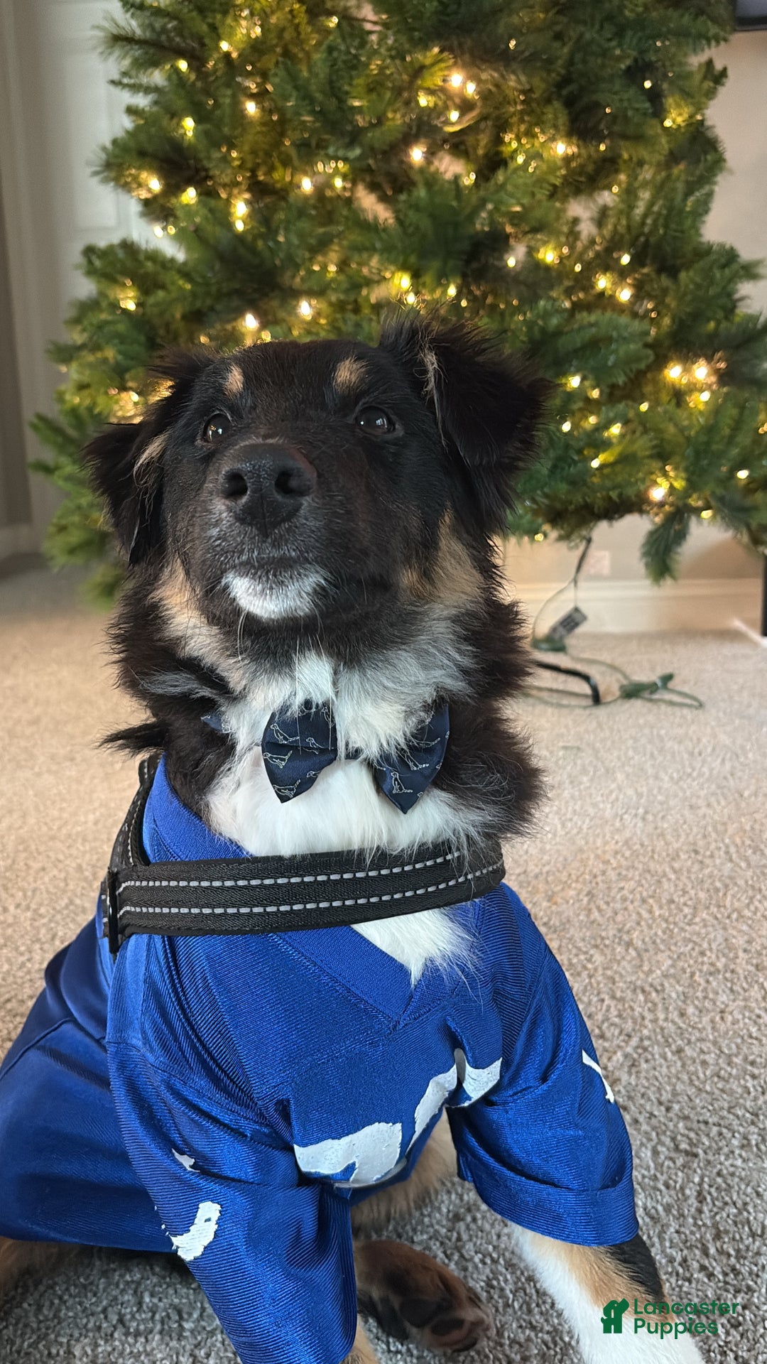 Australian Shepherd dogs for sale: Apollo - Ad 4