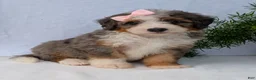 Mini Bernedoodle dogs for sale: Mini Emmie  - Ad 11
