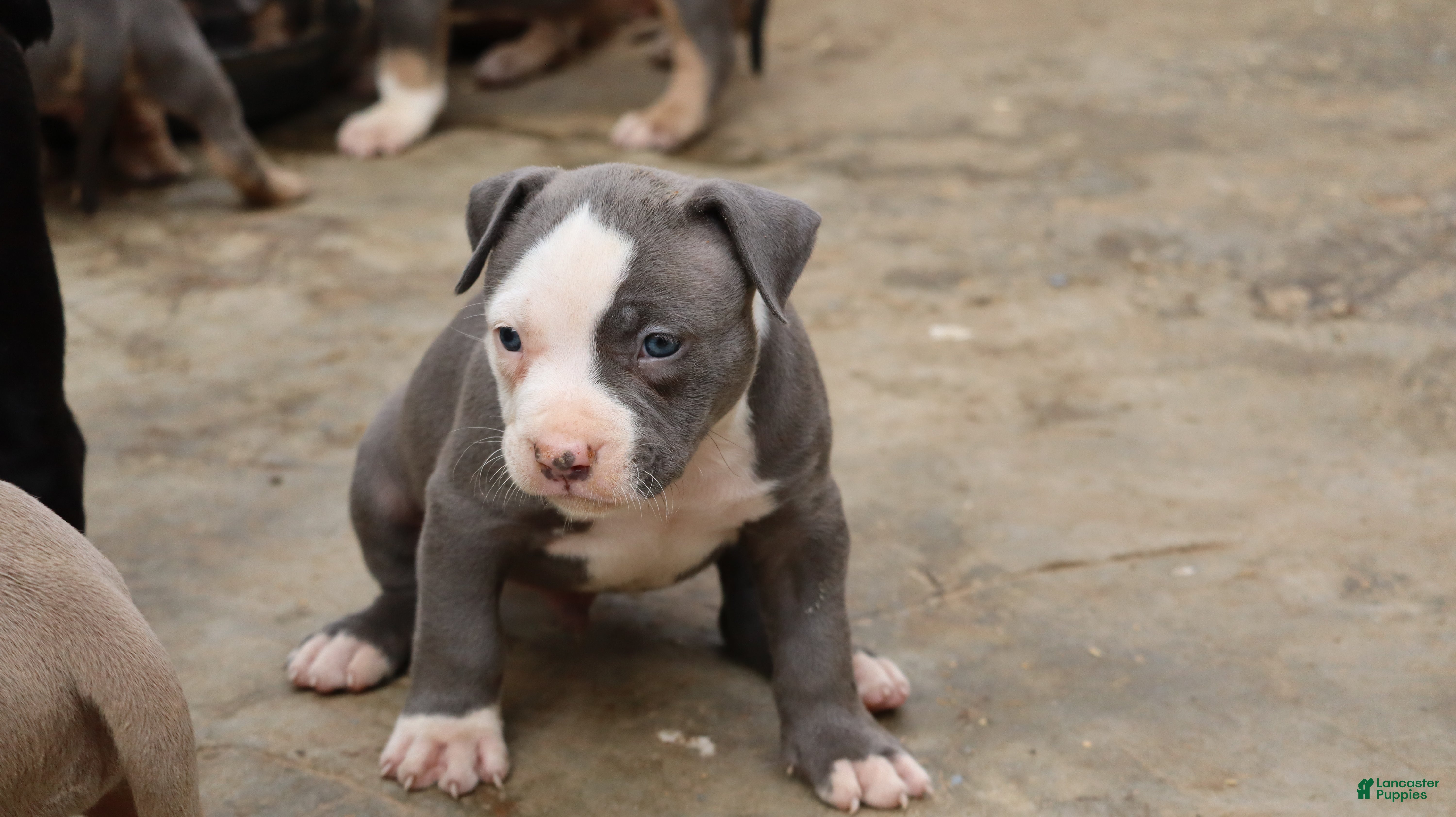 American Bully dogs King Kong - Ad 1