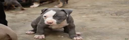 American Bully dogs for sale: King Kong - Ad 1