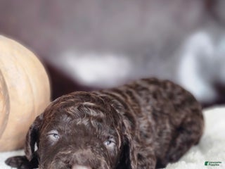 Labradoodle dogs - Ad 1