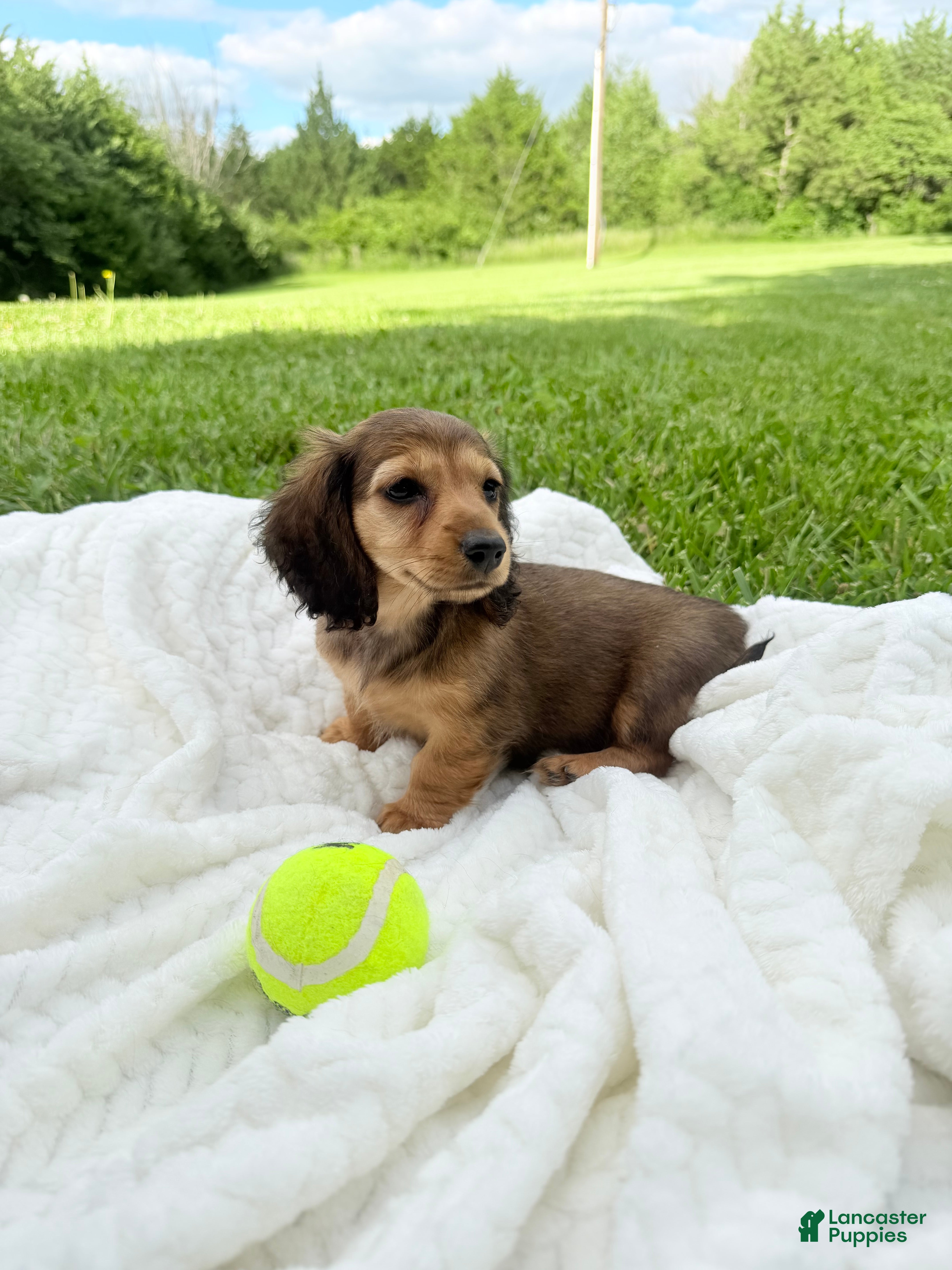 Miniature Dachshund dogs Dixie - Ad 11