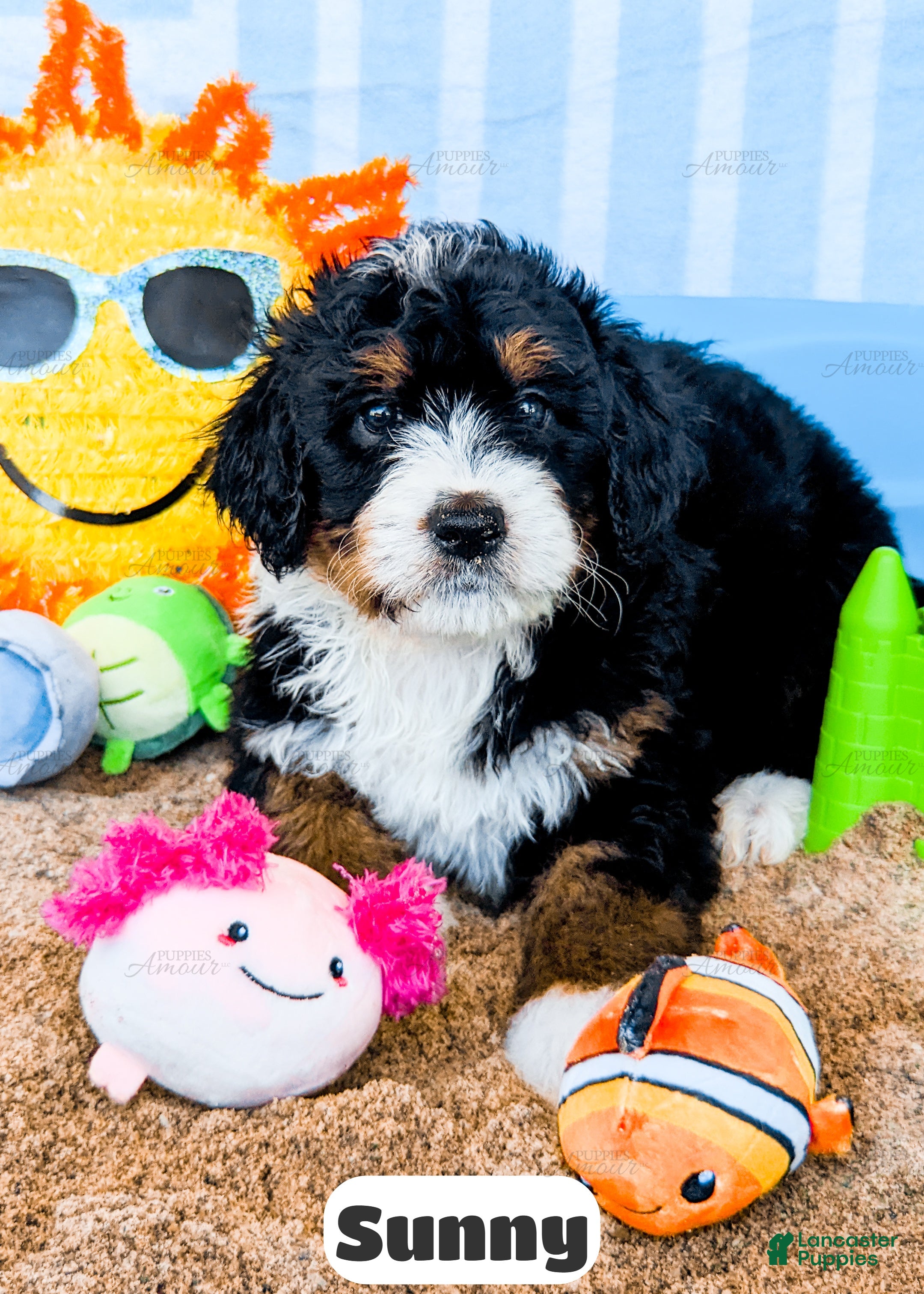 Bernedoodle dogs Sunny - Ad 2