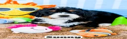 Bernedoodle dogs for sale: Sunny - Ad 2