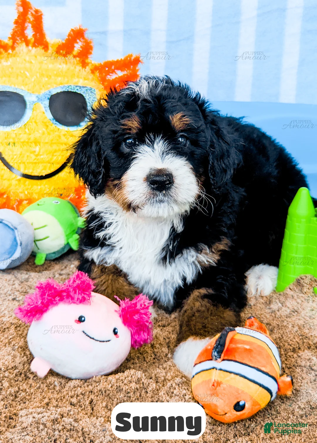 Bernedoodle dogs for sale: Sunny - Ad 2
