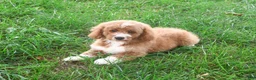 Mini Goldendoodle dogs for sale: Lenny - Ad 3