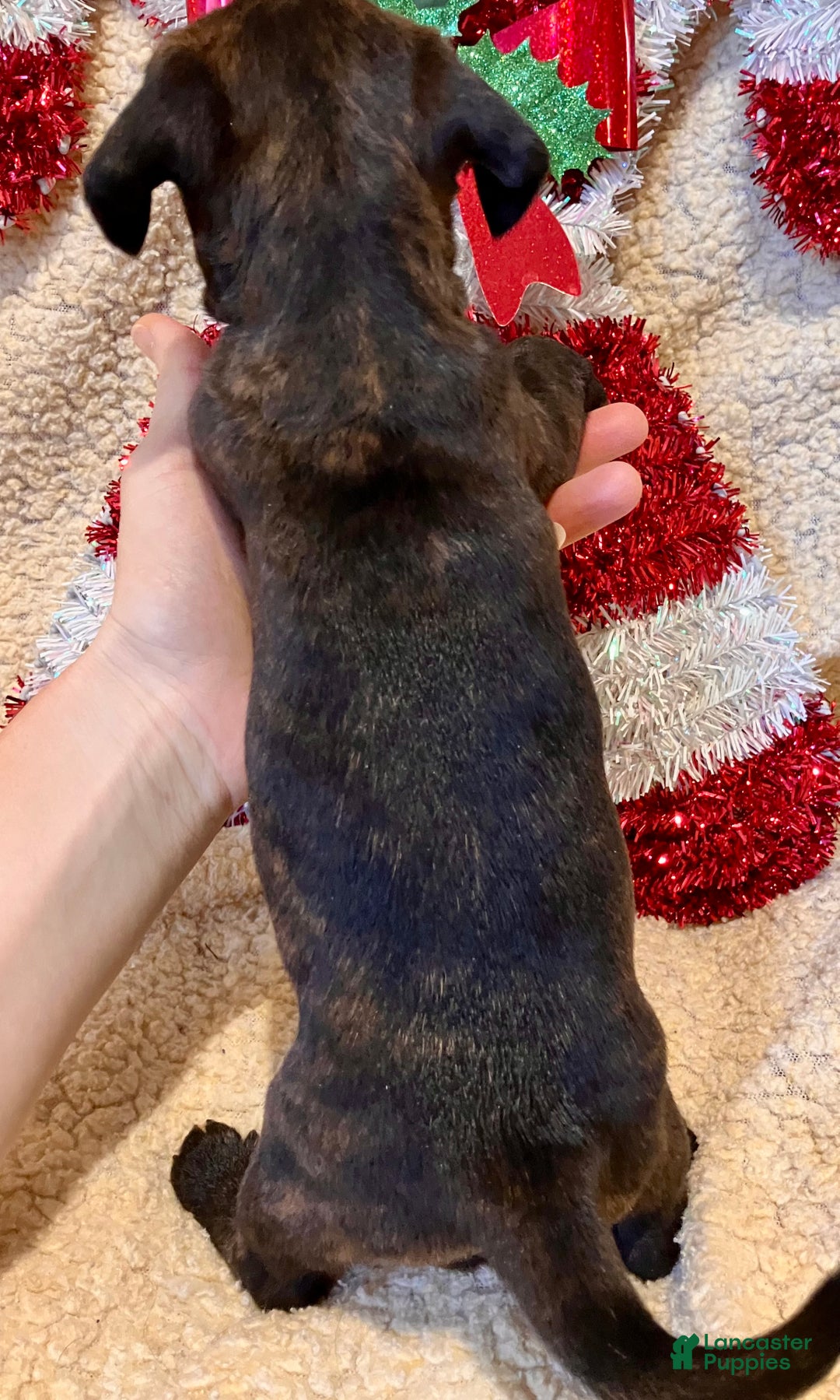 Mixed Breed dogs for sale: Racheal of Greenwood - Ad 6