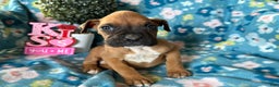 Boxer dogs for sale: Pablo - Ad 6