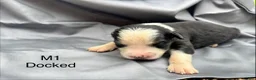 Mixed Breed dogs for sale: Mixed Breed 4 - Ad 14