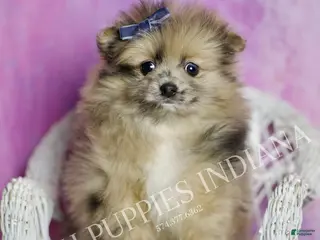 Pomeranian dogs Spot - Ad 21