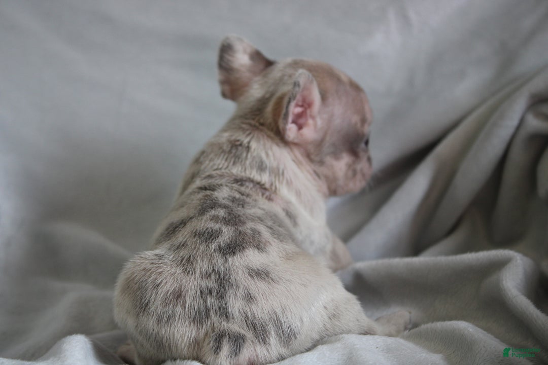 French Bulldog dogs for sale: HECTOR - Ad 2