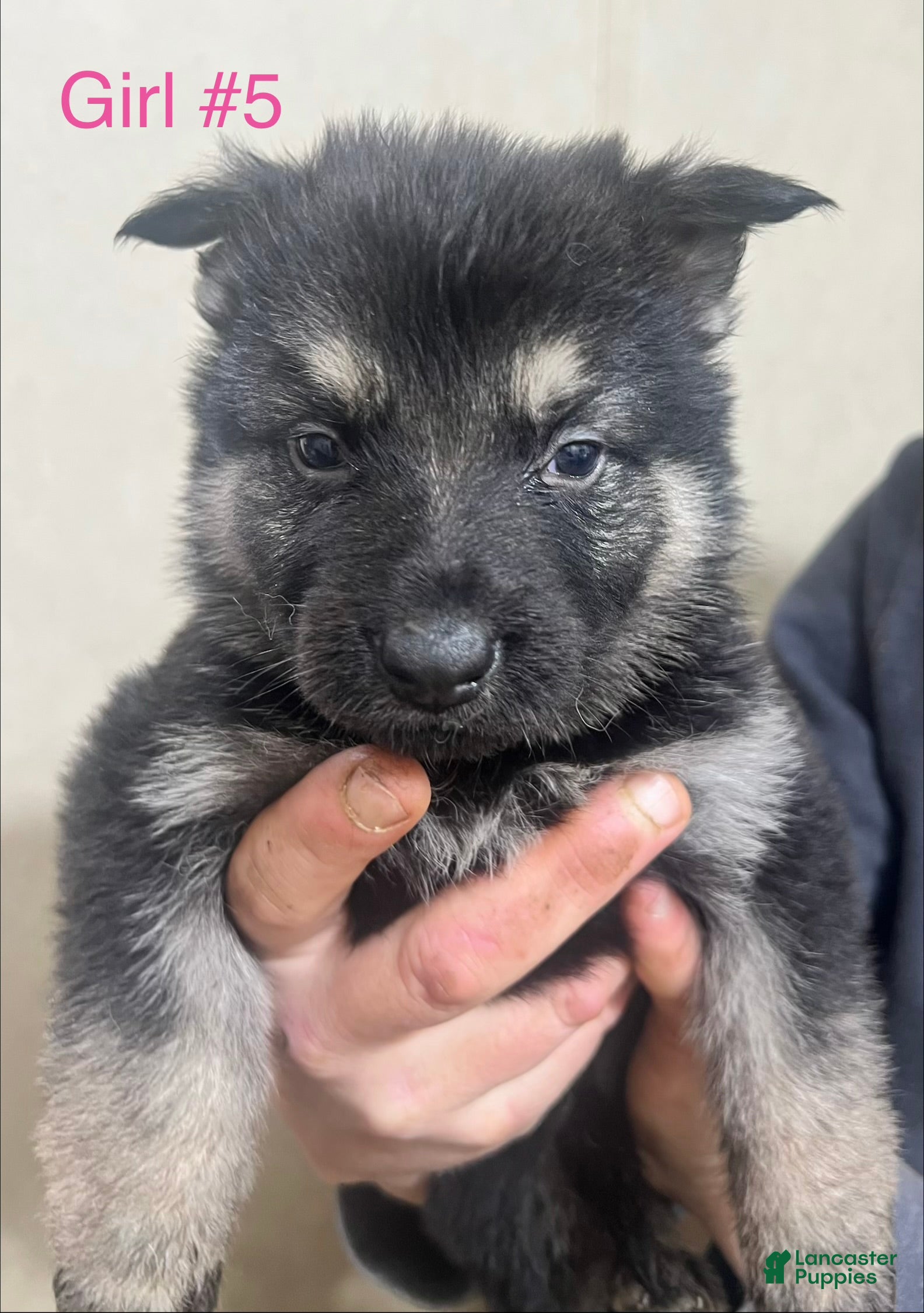 German Shepherd dogs German Shepherd Puppy 5 - Ad 3