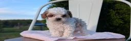 Cavapoo dogs for sale: Simba - Ad 4