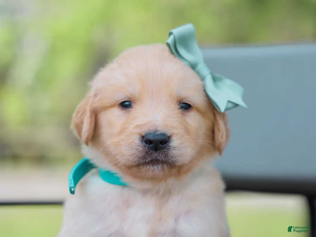 Golden Retriever dogs for sale: Ansel ACA Golden Retriever Pup - Ad 2