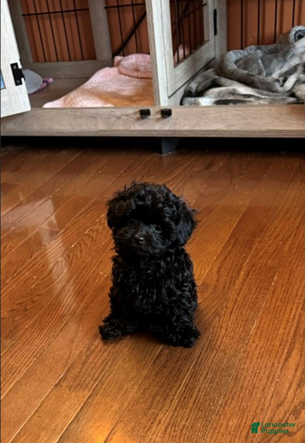Shihpoo dogs for sale: Teacup Pepper - Ad 1