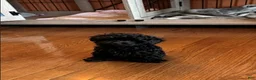Shihpoo dogs for sale: Teacup Pepper - Ad 1