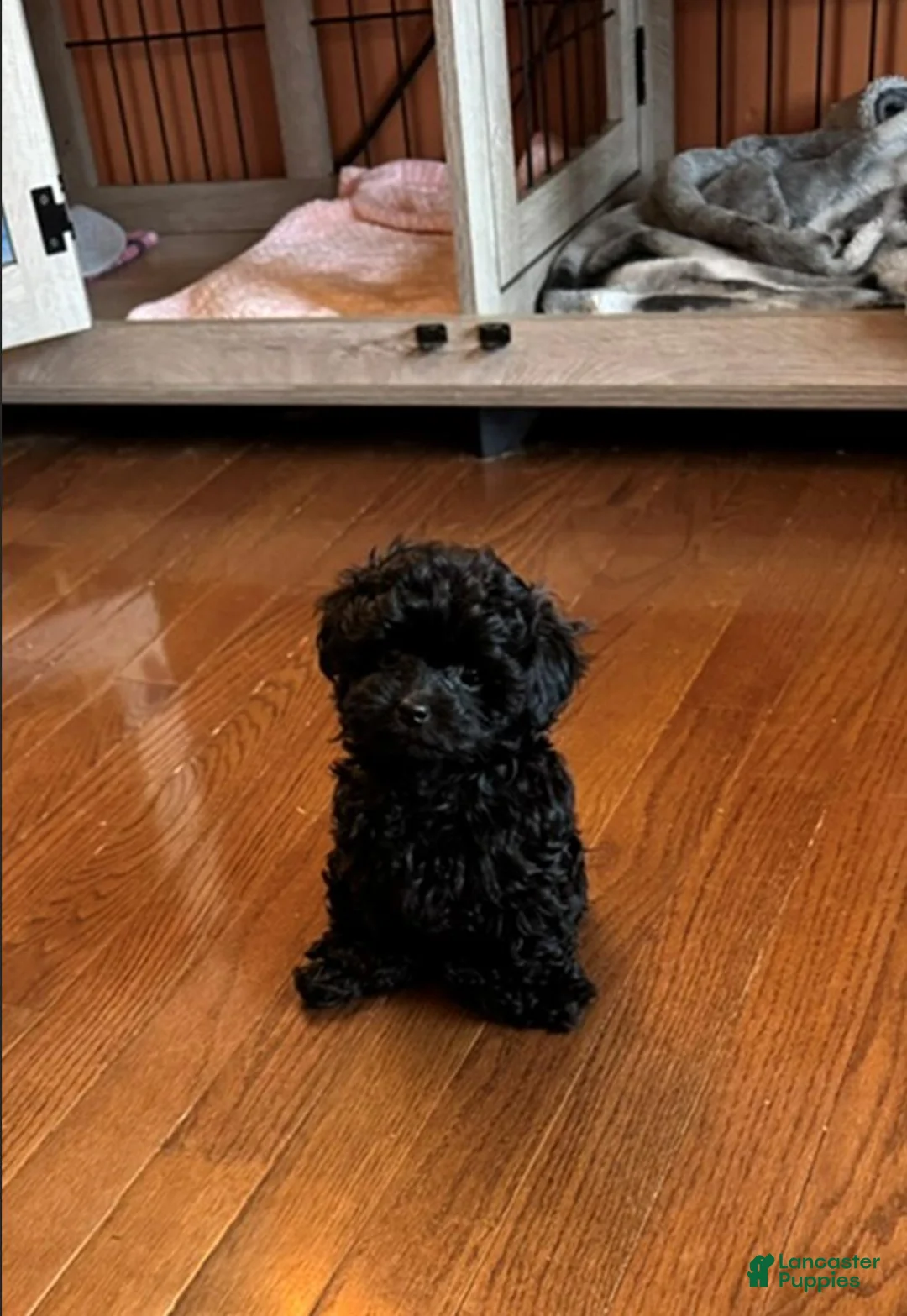 Shihpoo dogs for sale: Teacup Pepper - Ad 1