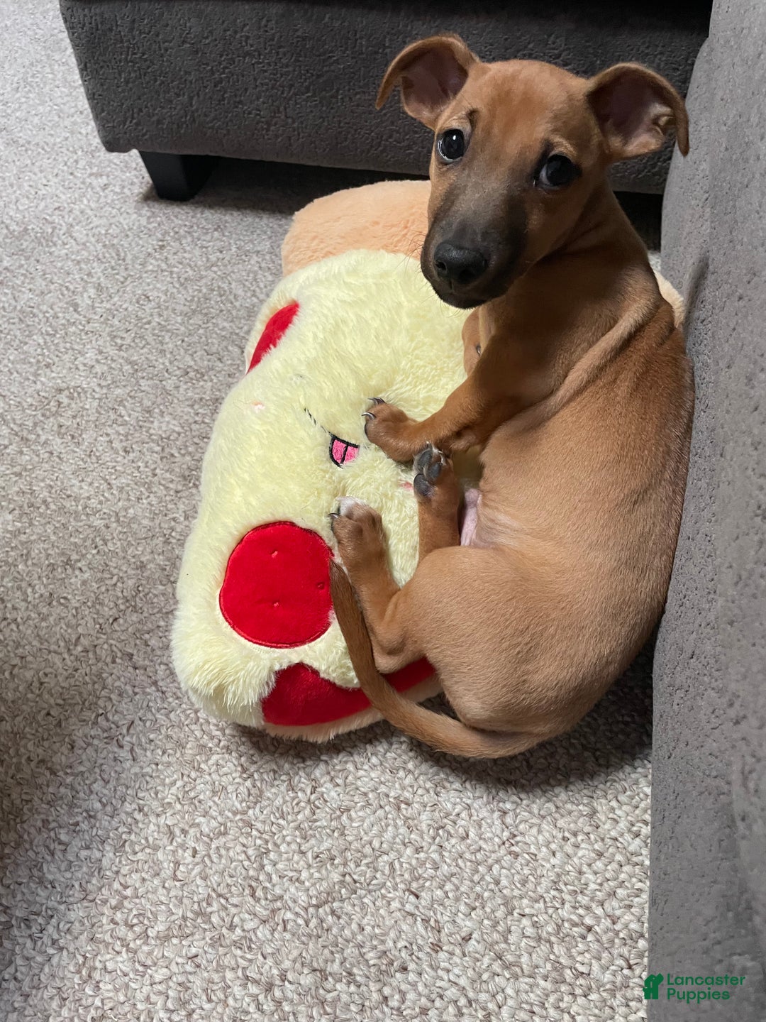 Chiweenie dogs for sale: Chiweenie Puppy 1 - Ad 1