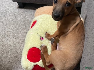 Chiweenie dogs Chiweenie Puppy 1 - Ad 1