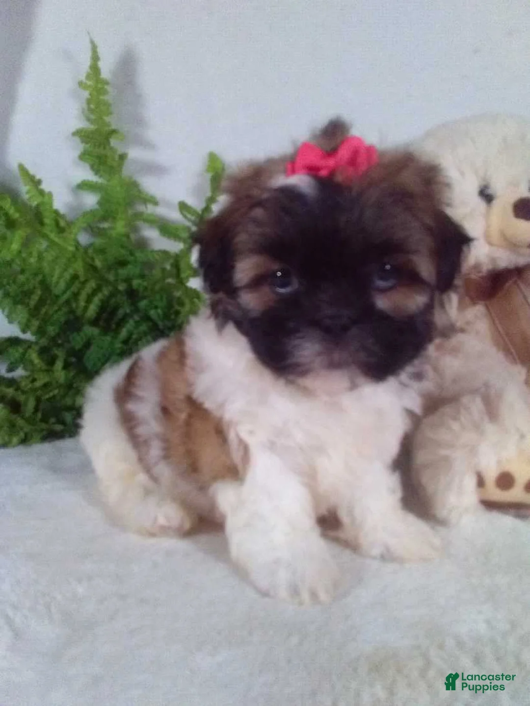 Shih Tzu dogs for sale: Allie  - Ad 2