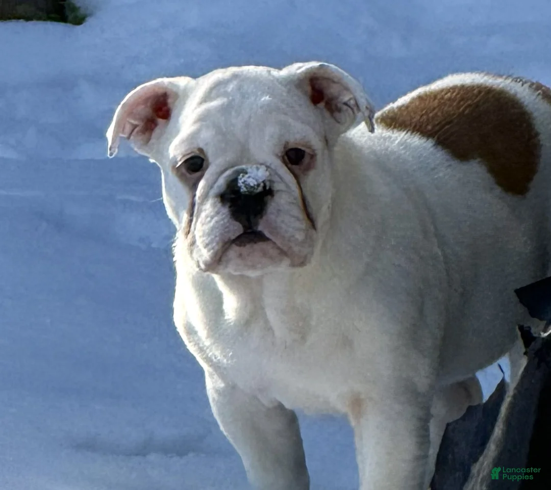 English Bulldog dogs for sale: Heartly - Ad 1