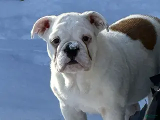 English Bulldog dogs Heartly - Ad 1
